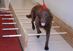 Canine agility poles