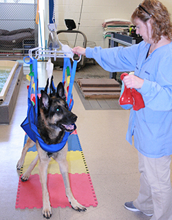 canine harness