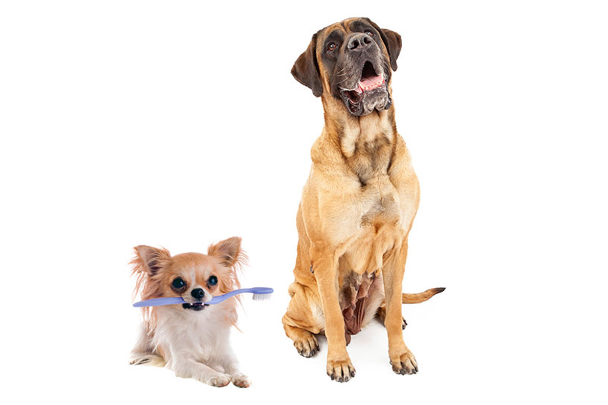 dental-dogs-toothbrushes-small-feature