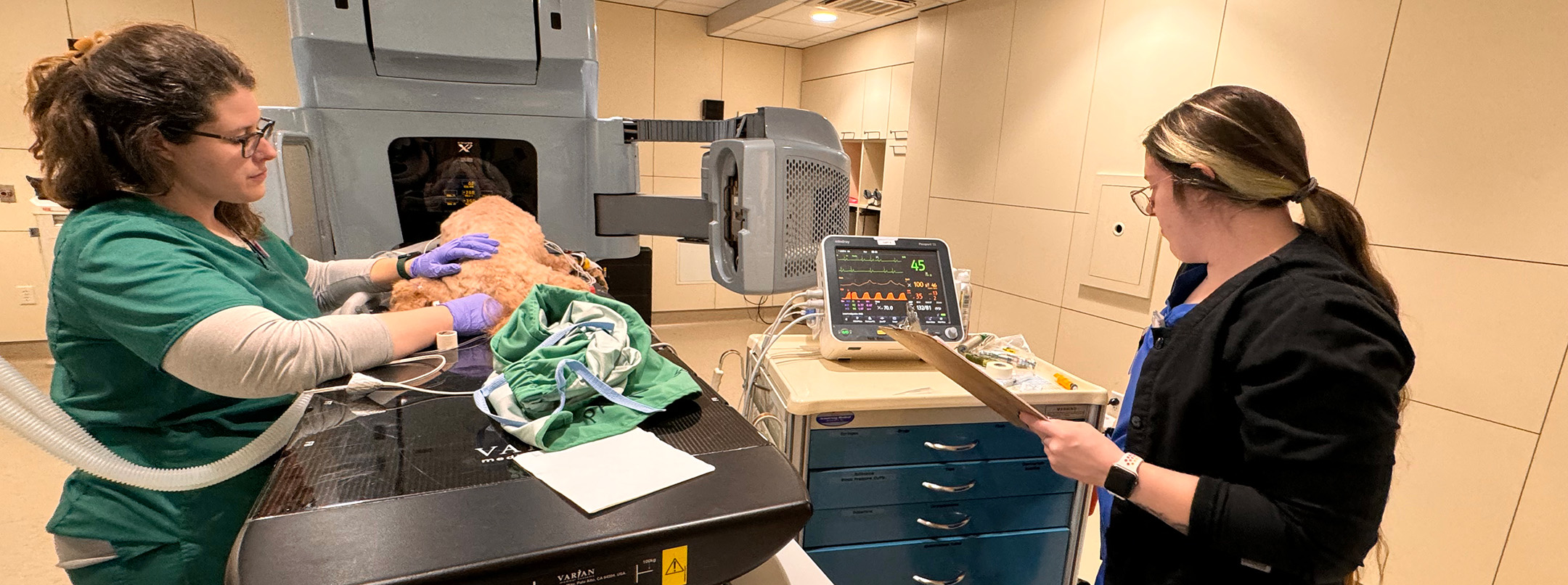 oncology canine patient undergoing treatment