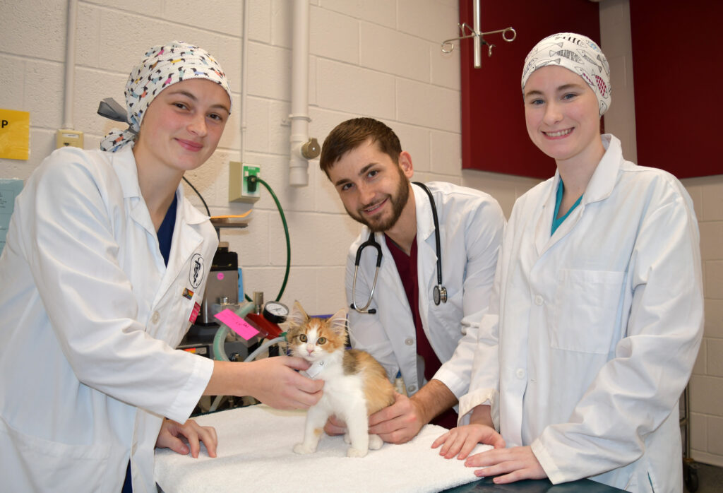 Student vet med surgical team with Patient 5000 in Community Outreach program - Scotcharoo the cat