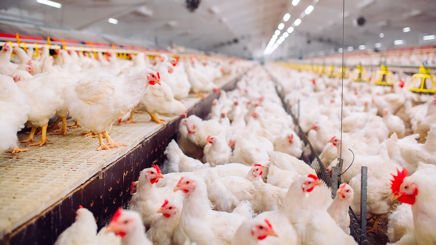 chickens at indoor facility