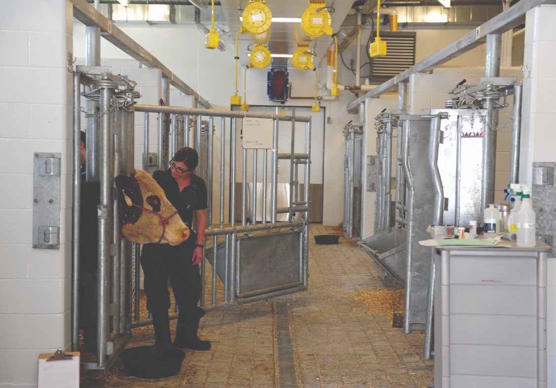 Large Animal hospital student with cow