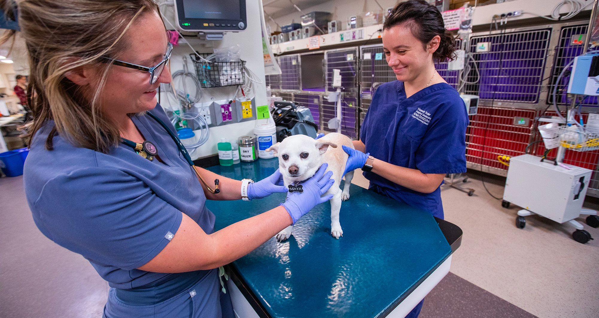 ICU clinician examining canine with technician