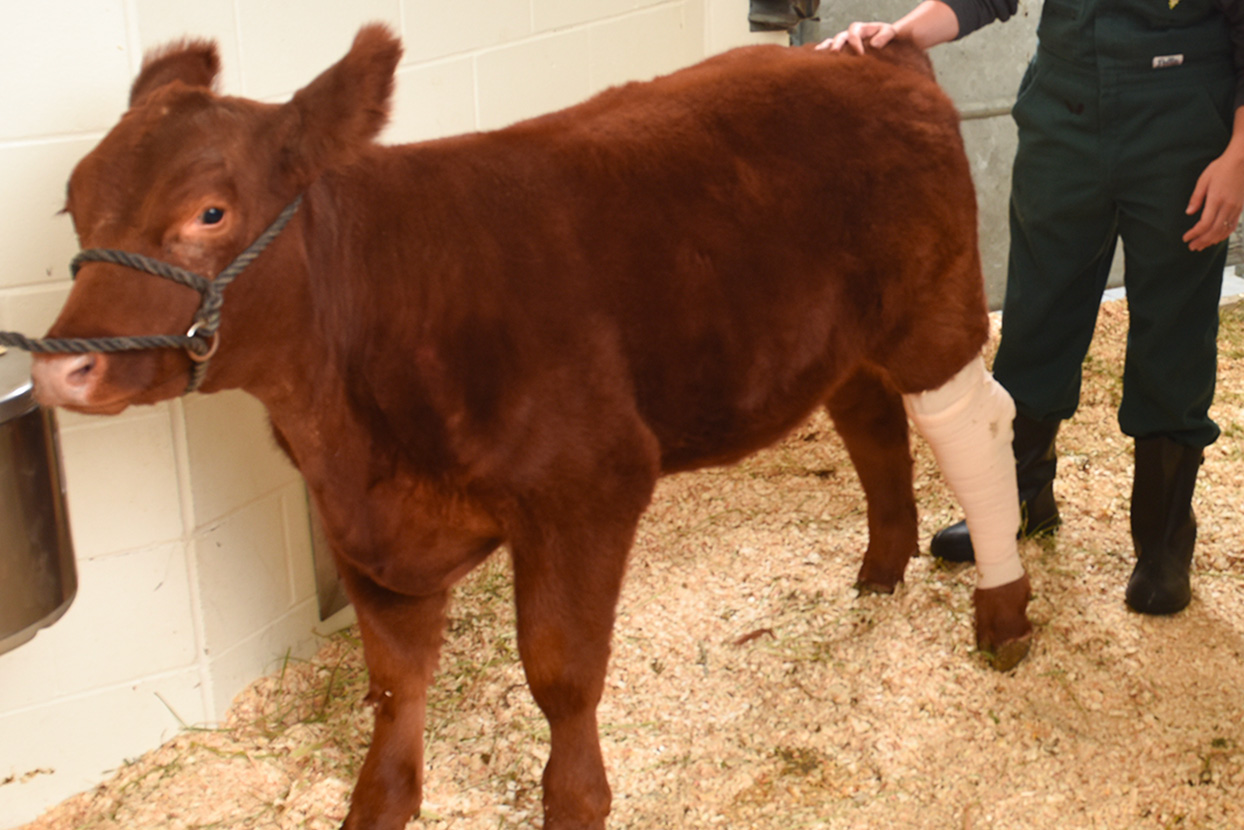 Emergency-calf-PGP_6880-feature-small