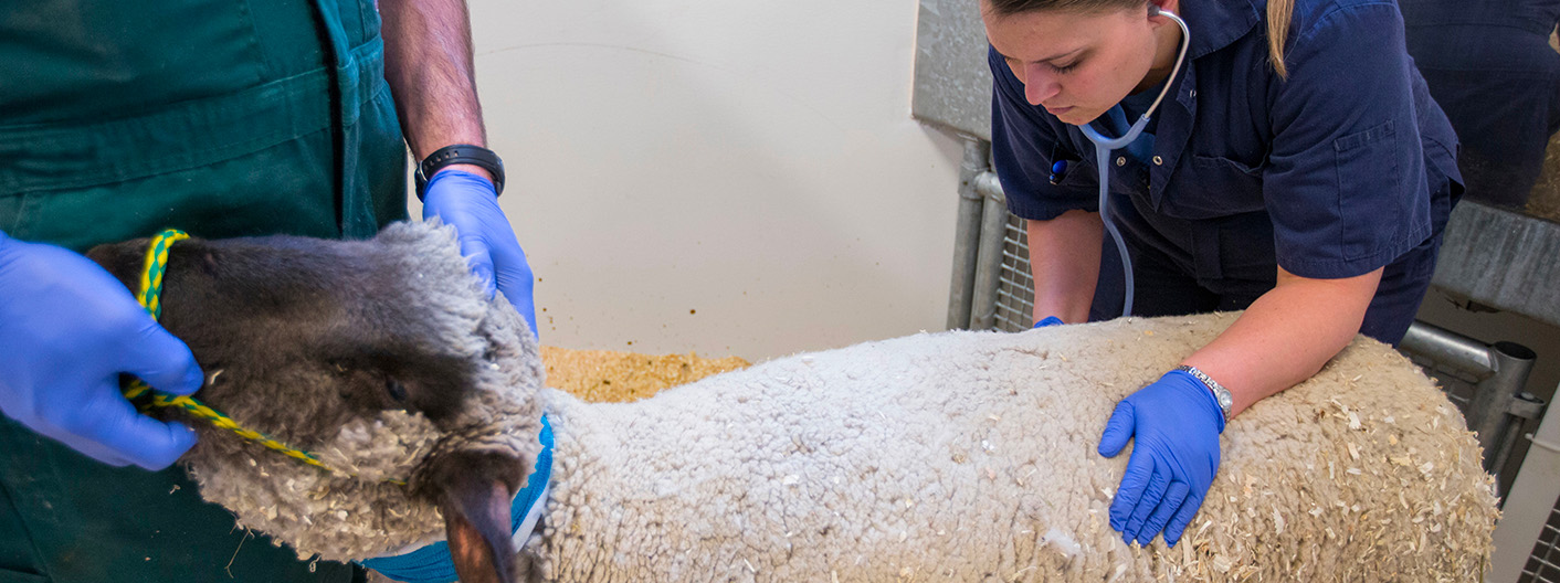 veterinary student examining sheep