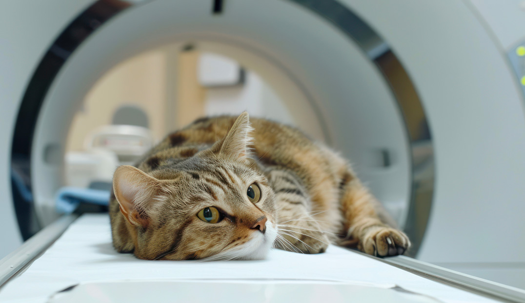 MRI-AdobeStock_1176689323-features-set