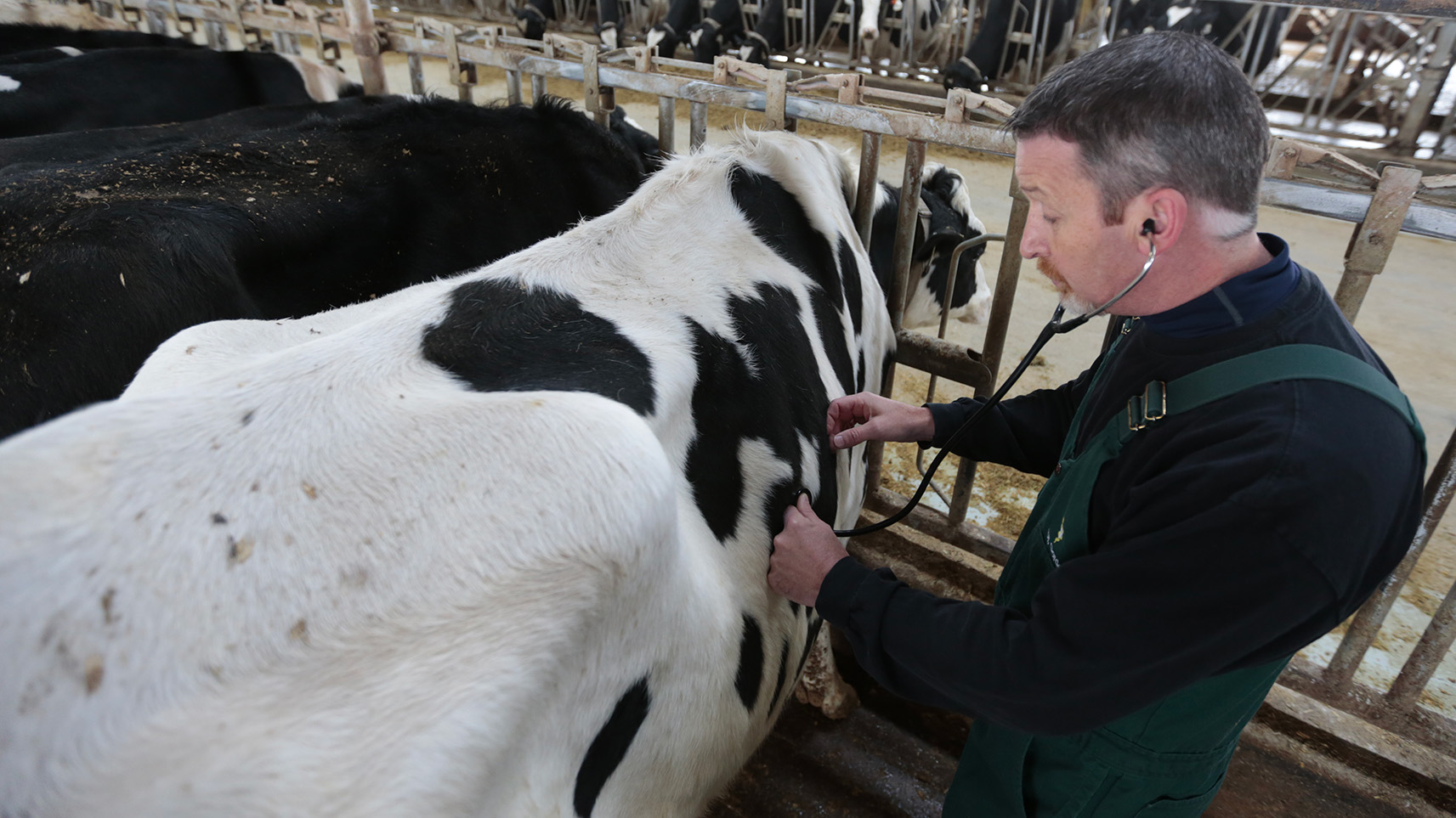 Dr. Gorden examining dairy cow