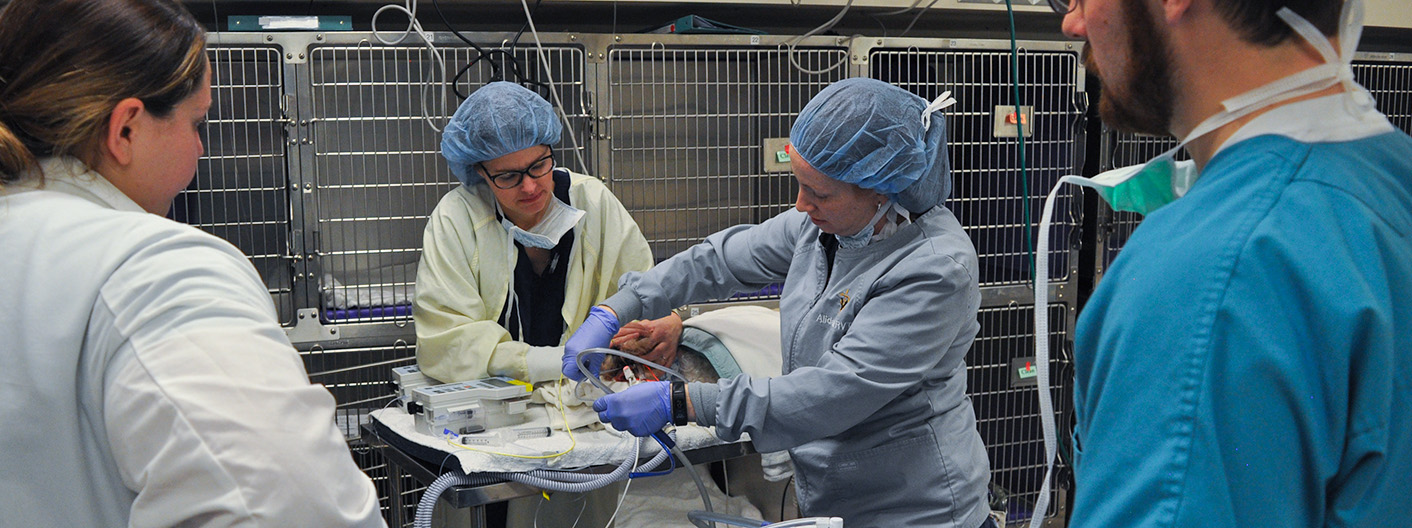 critical care team caring for patient