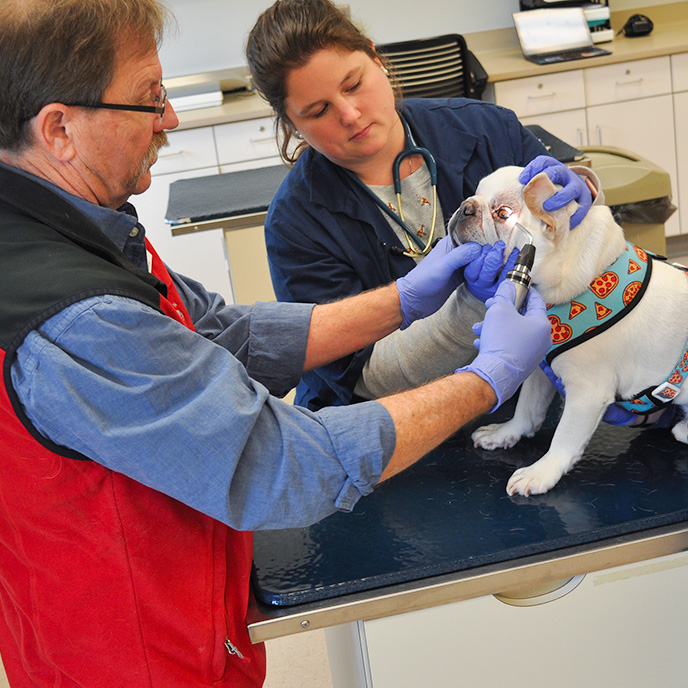 Dr. Noxon examining canine