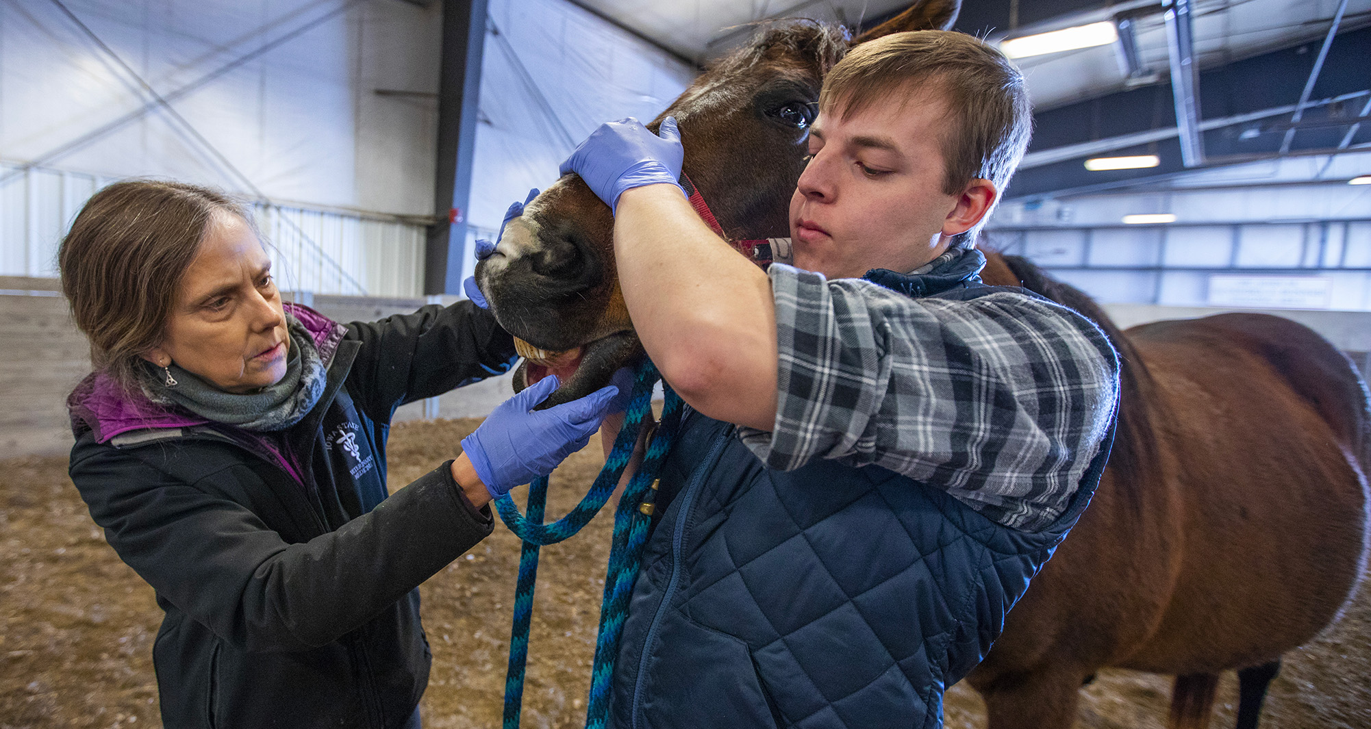 Clinician examining equine teeth