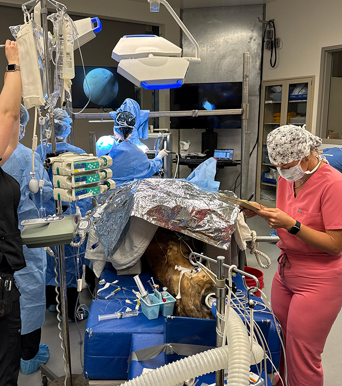 equine surgery