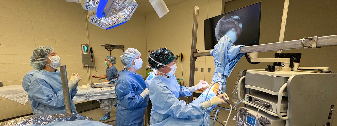 Equine surgery