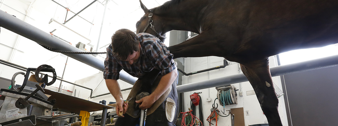 farrier replacing horseshoe on horse
