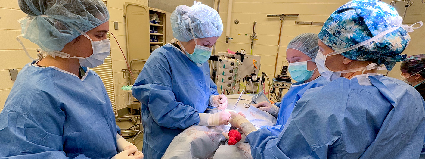 food animal surgery