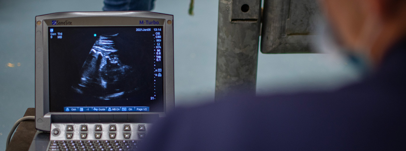 horse pregnancy ultrasound