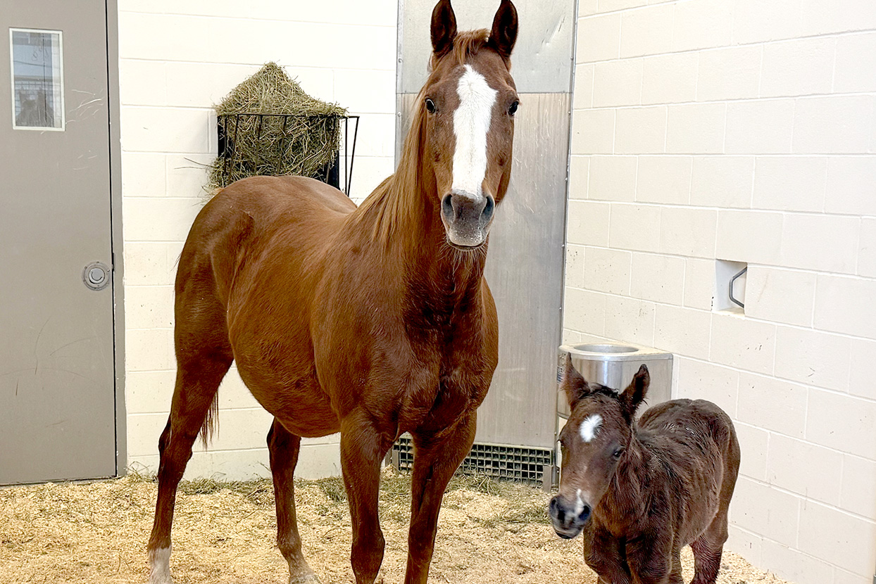 horsefoal2-feature-small-final