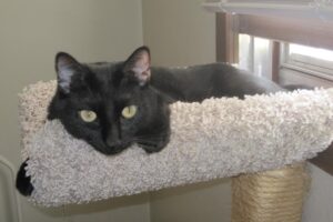 Blood donor cat Lily lounging on cat stand