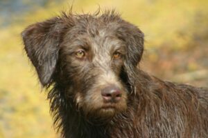 dog in field