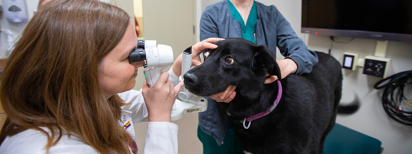 clinician examining canine eye