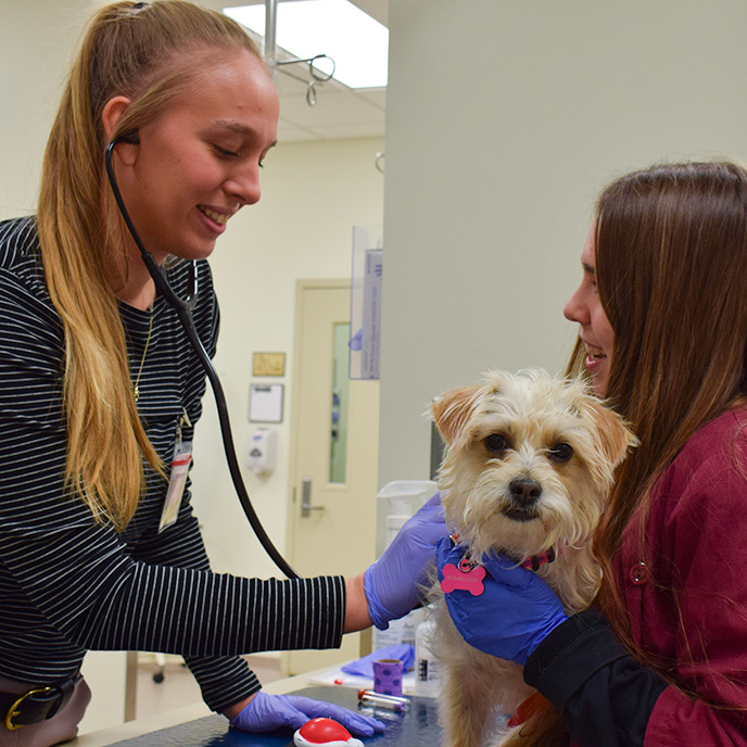 veterinary students examining dog in primary care