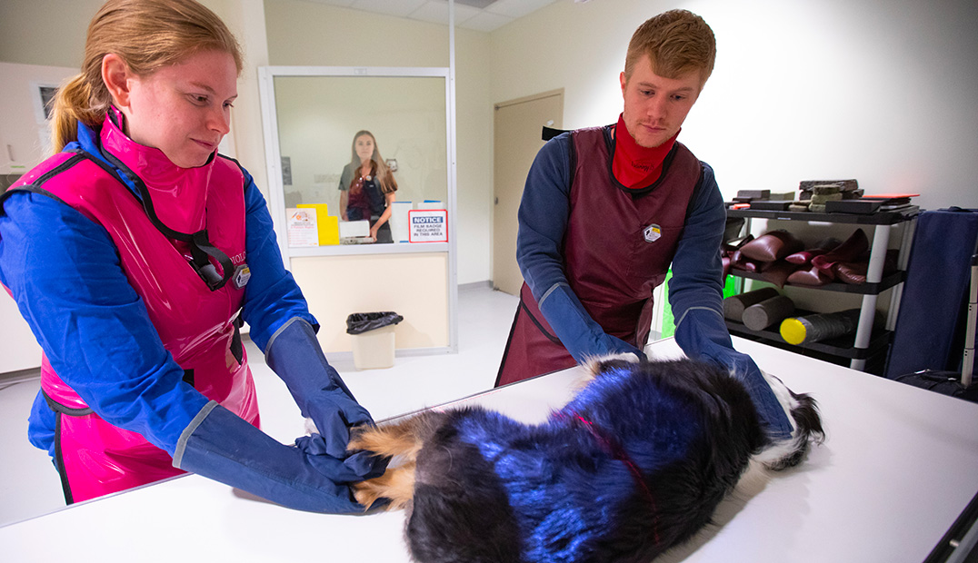 radiography-20230718_Vet_Med285-feature-set