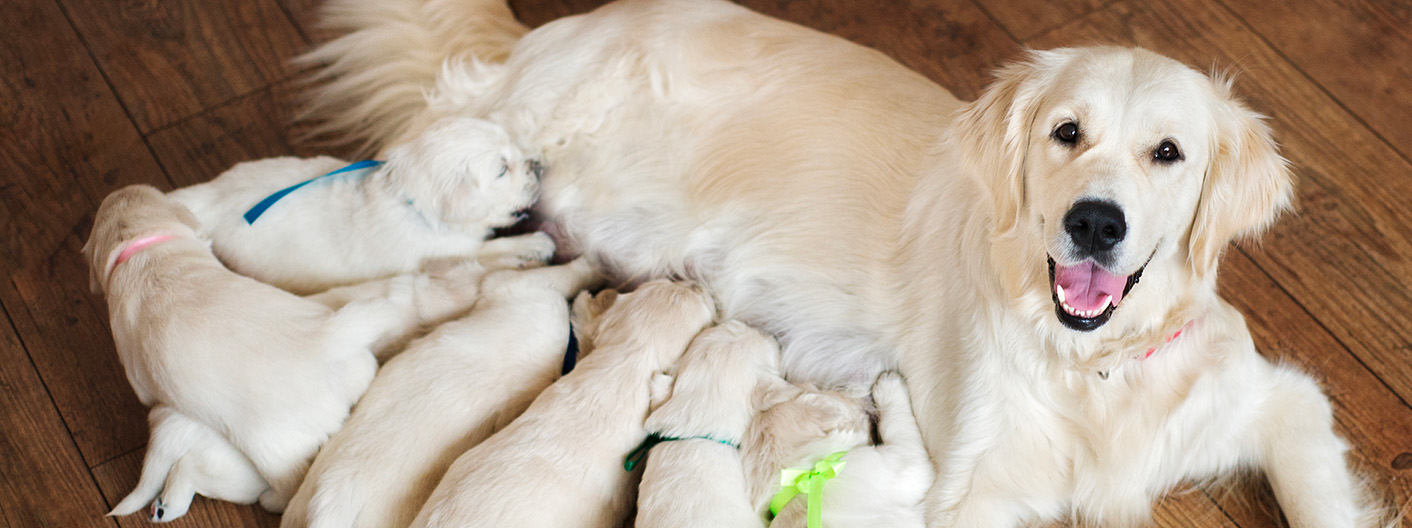 Golden retriever nursing puppies
