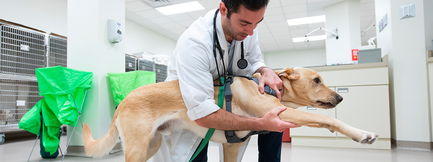 resident examining dog leg